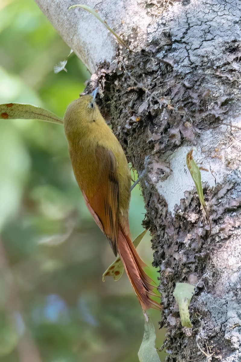 Olivaceous Woodcreeper (Olivaceous) - ML642678441