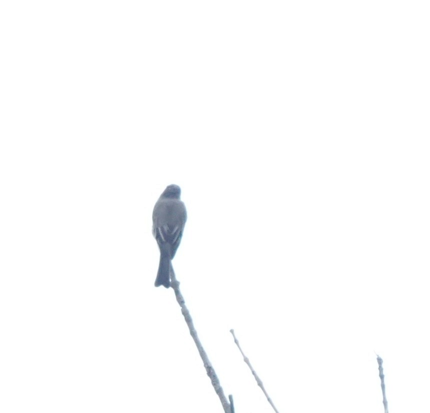 Eastern Phoebe - ML642678456