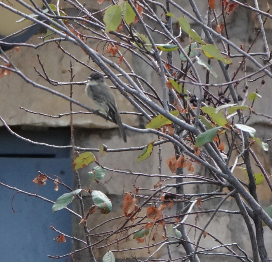 Eastern Phoebe - ML642678457