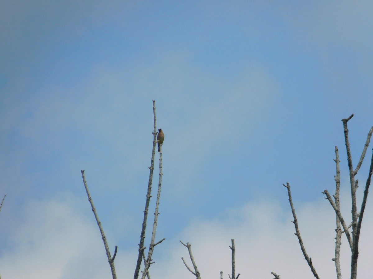 Cedar Waxwing - ML642678500