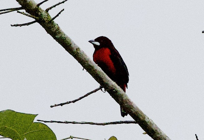 Crimson-backed Tanager - ML642678519