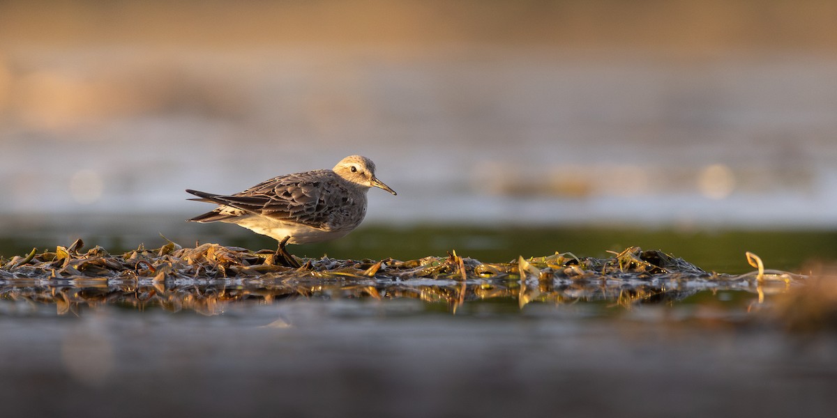Weißbürzel-Strandläufer - ML642678552
