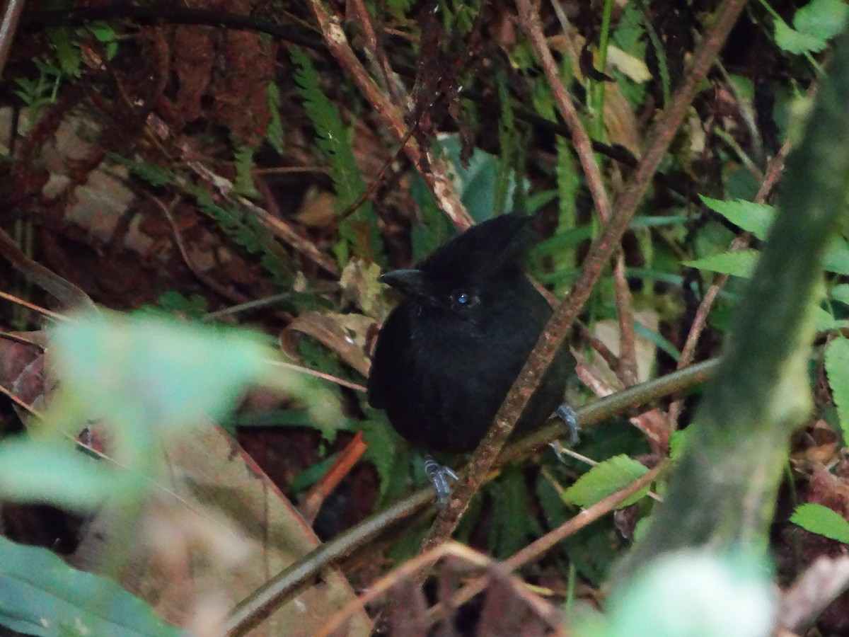 Tufted Antshrike - ML642678554