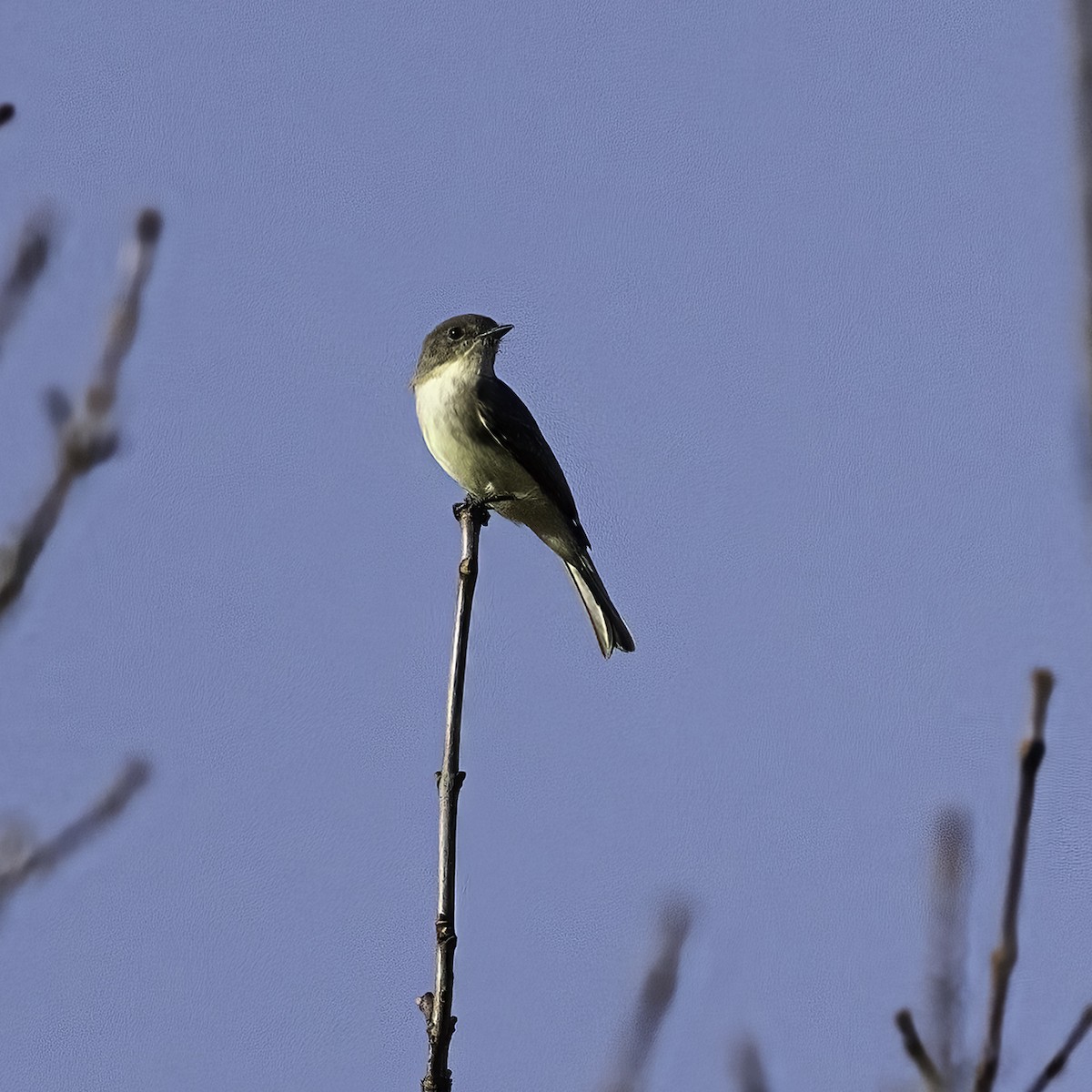 Weißbauch-Phoebetyrann - ML642678561
