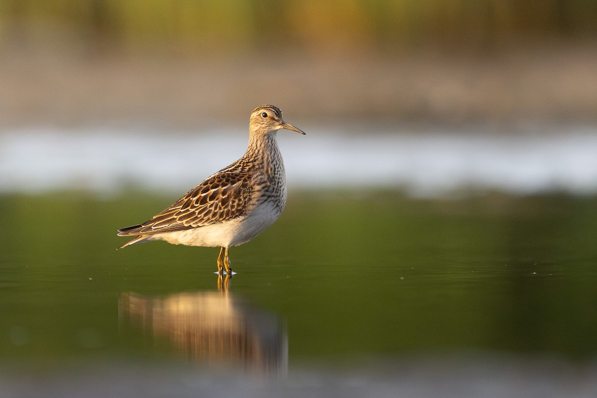 Graubrust-Strandläufer - ML642678562