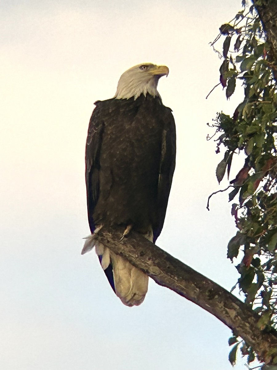 Weißkopf-Seeadler - ML642678564