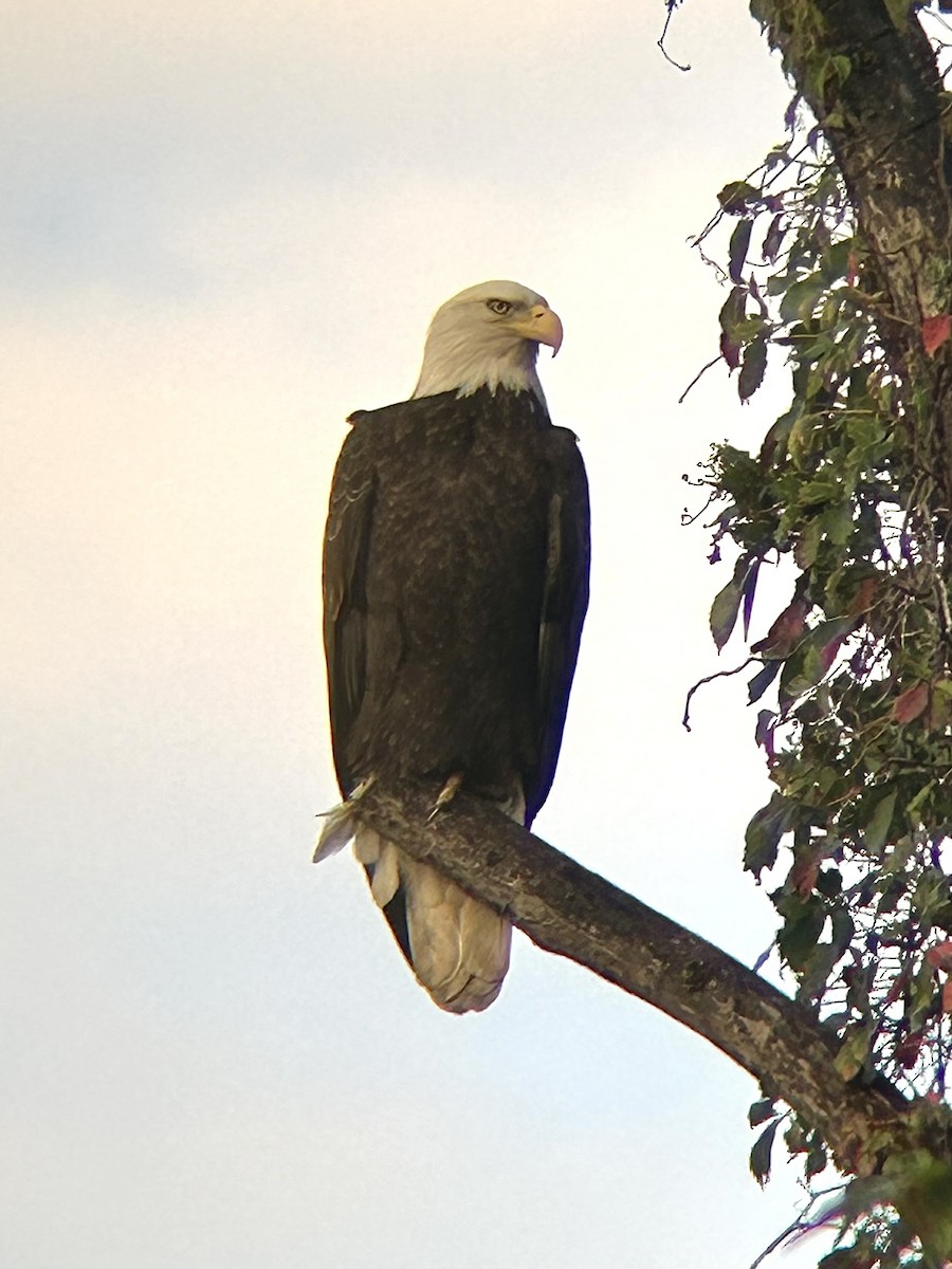 Weißkopf-Seeadler - ML642678565