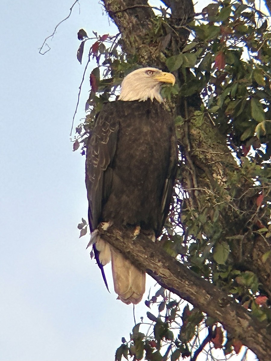Weißkopf-Seeadler - ML642678566