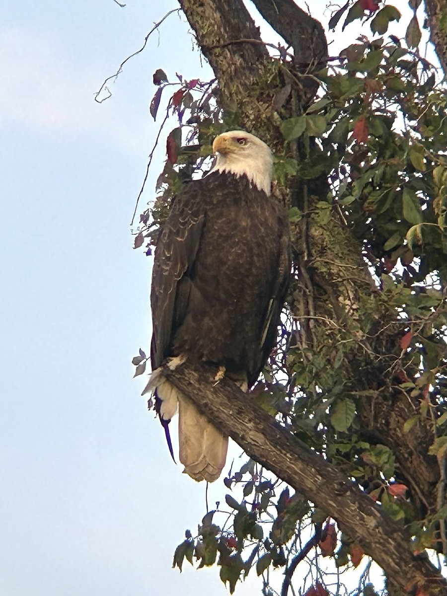 Weißkopf-Seeadler - ML642678567