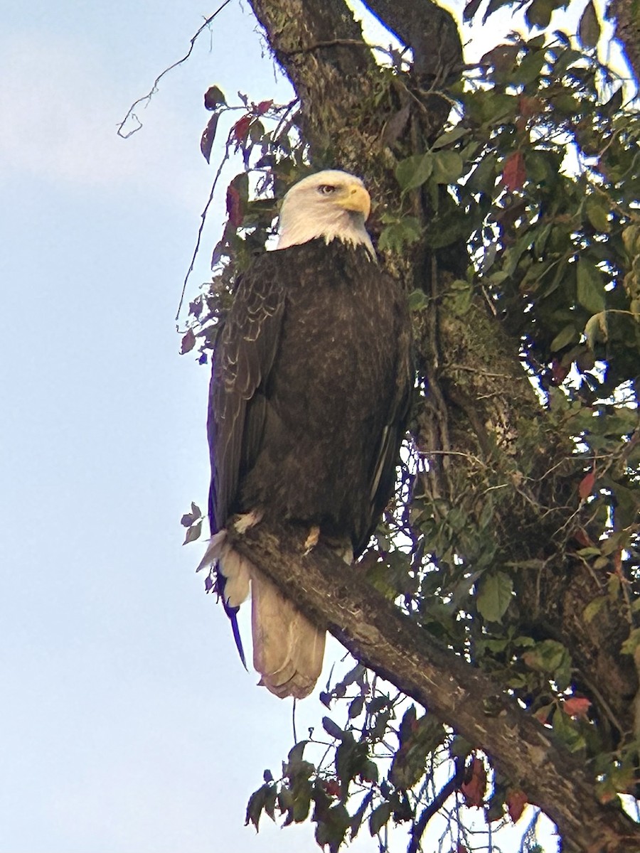 Weißkopf-Seeadler - ML642678568