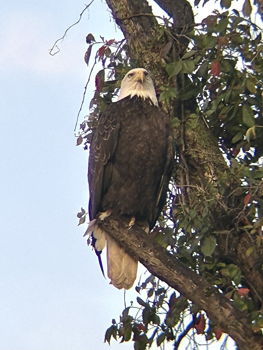 Weißkopf-Seeadler - ML642678569