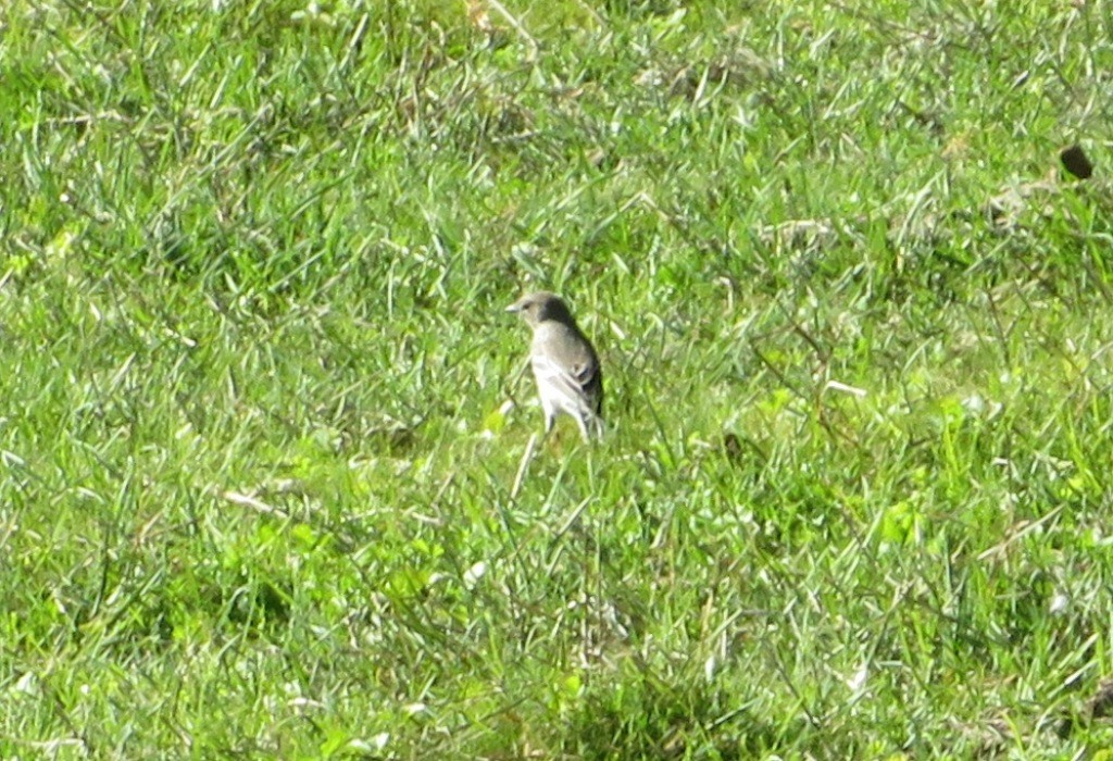 Kronenwaldsänger - ML642678581