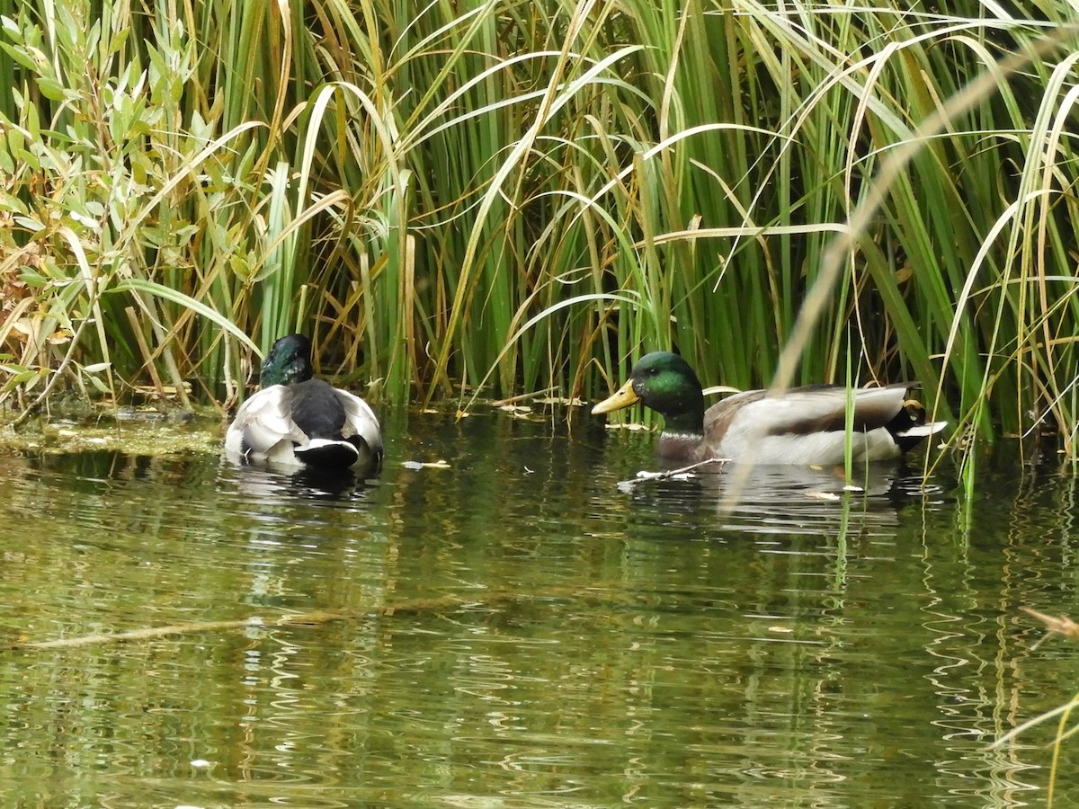 Mallard - ML642678588