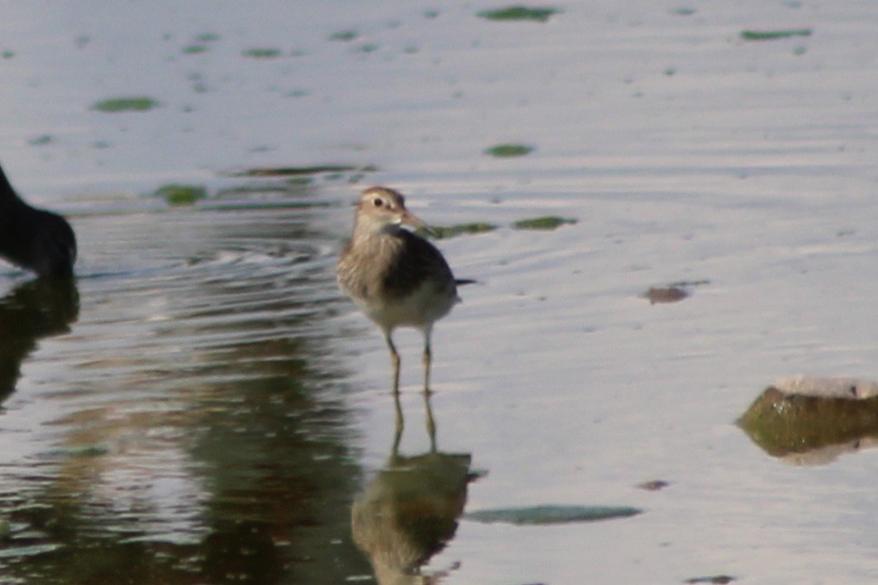 Pectoral Sandpiper - ML642678594