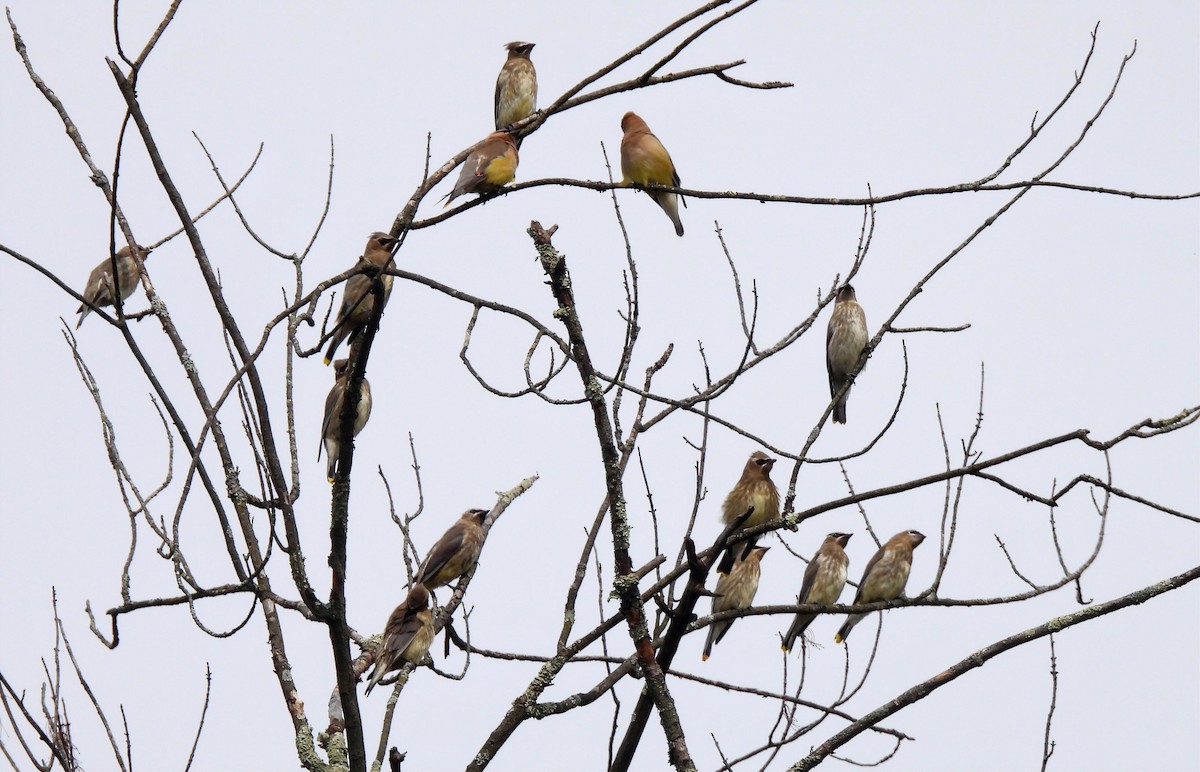 Cedar Waxwing - ML642678597