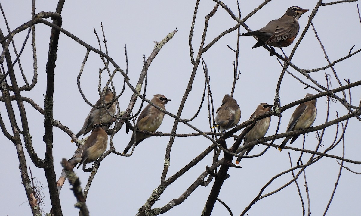 Cedar Waxwing - ML642678598