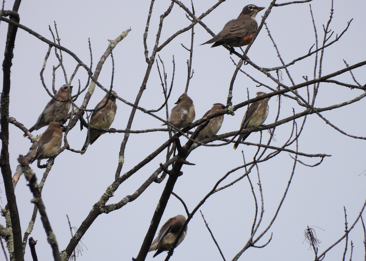 Cedar Waxwing - ML642678600