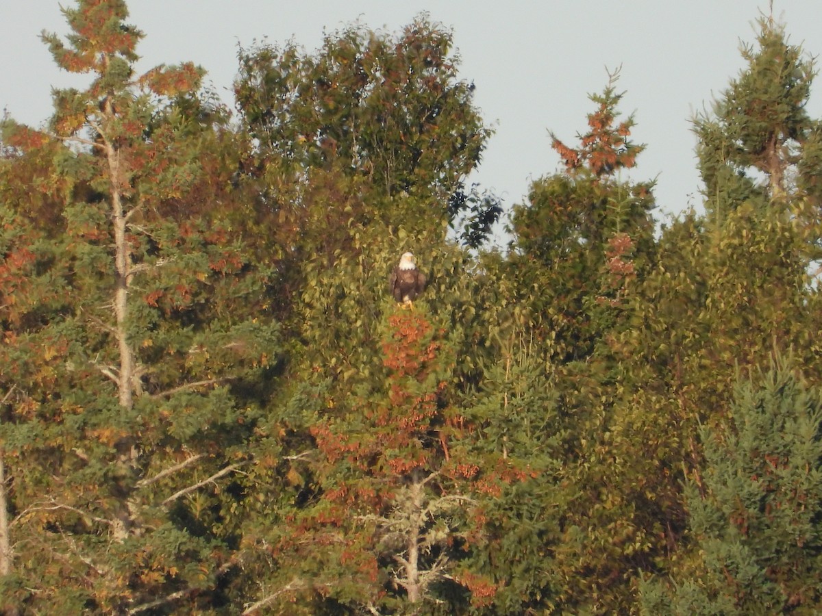 Bald Eagle - ML642678619