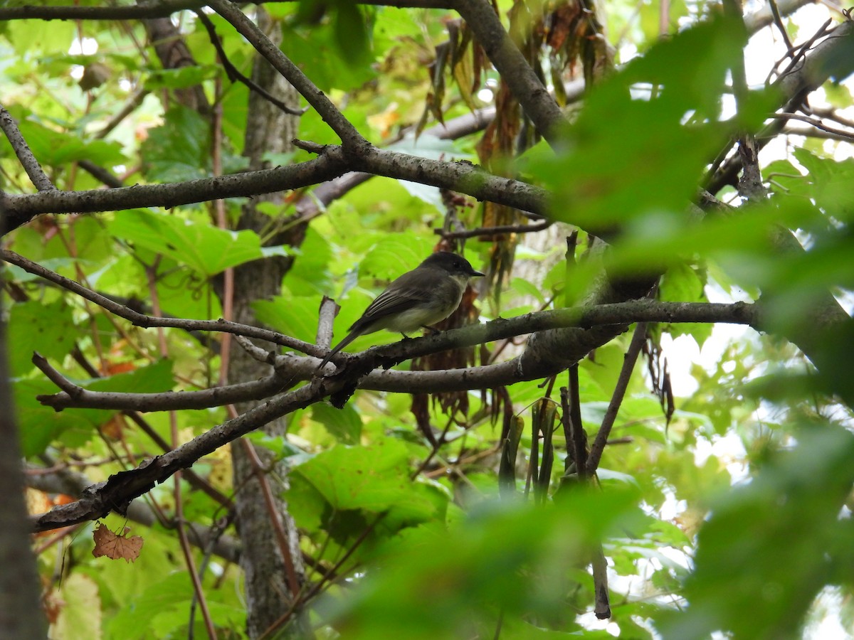 Eastern Phoebe - ML642678620