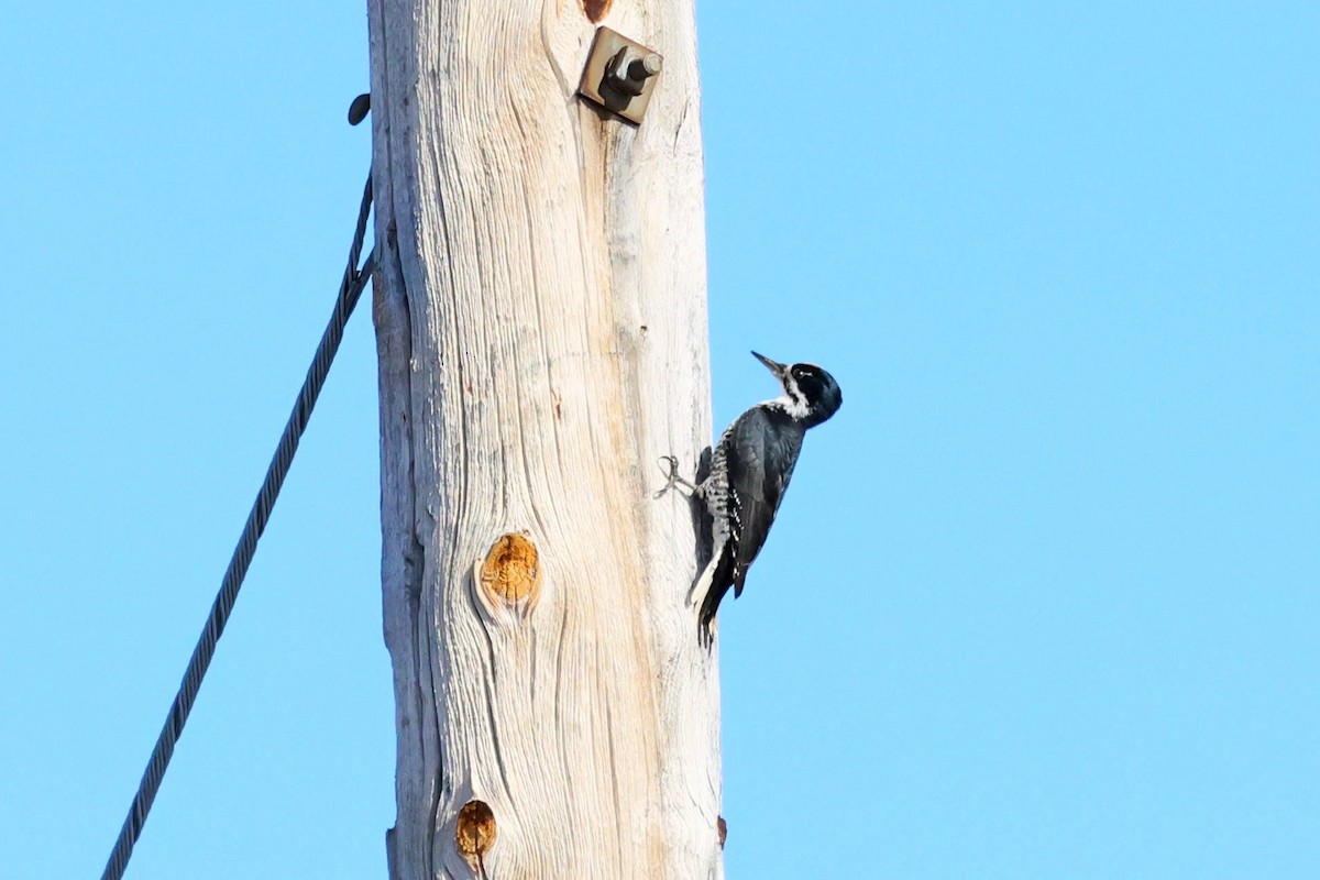 Black-backed Woodpecker - ML642678624