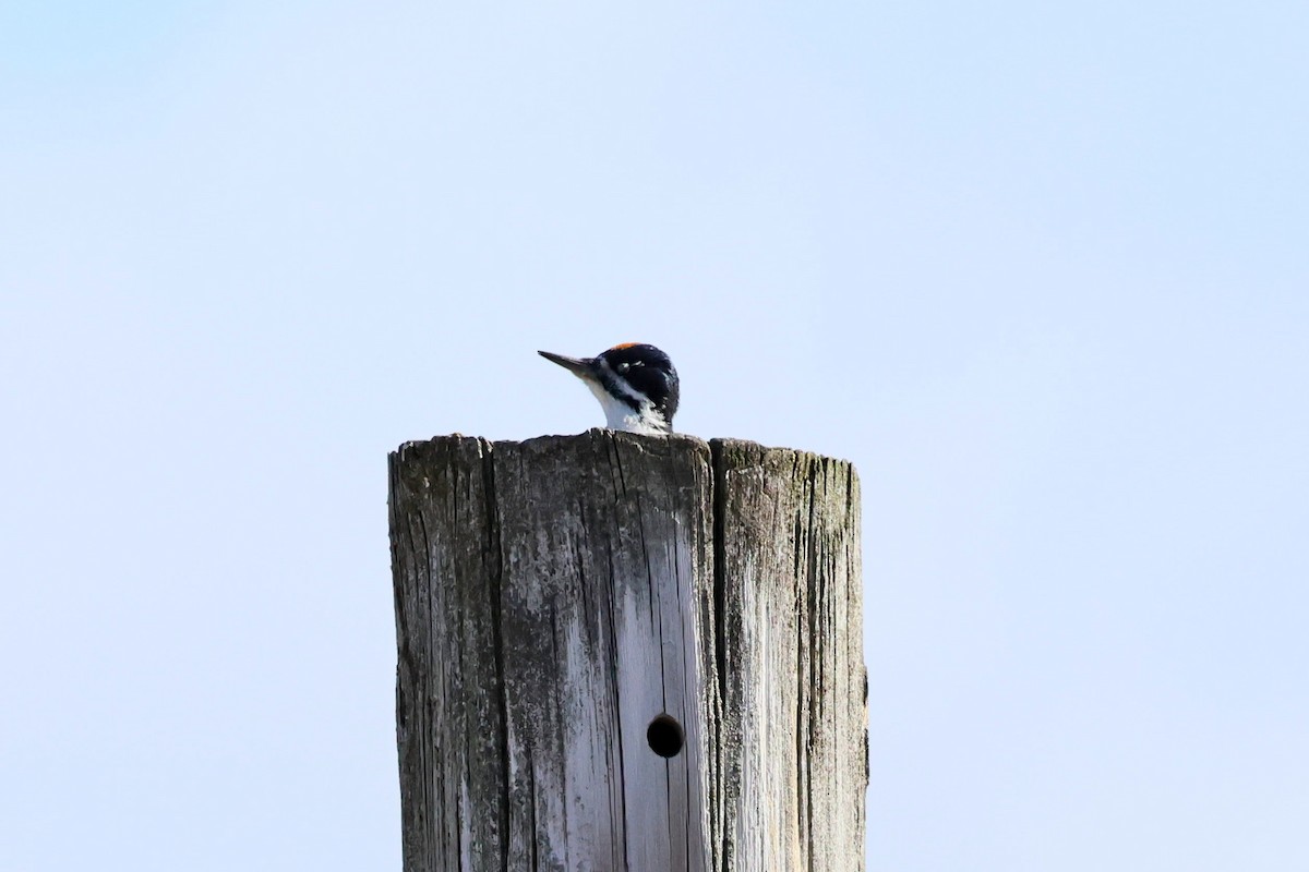 Black-backed Woodpecker - ML642678625
