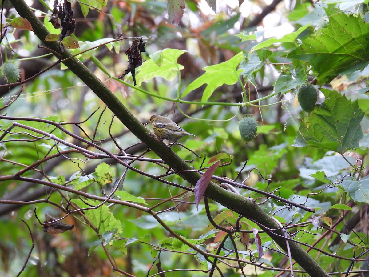 Cape May Warbler - ML642678627