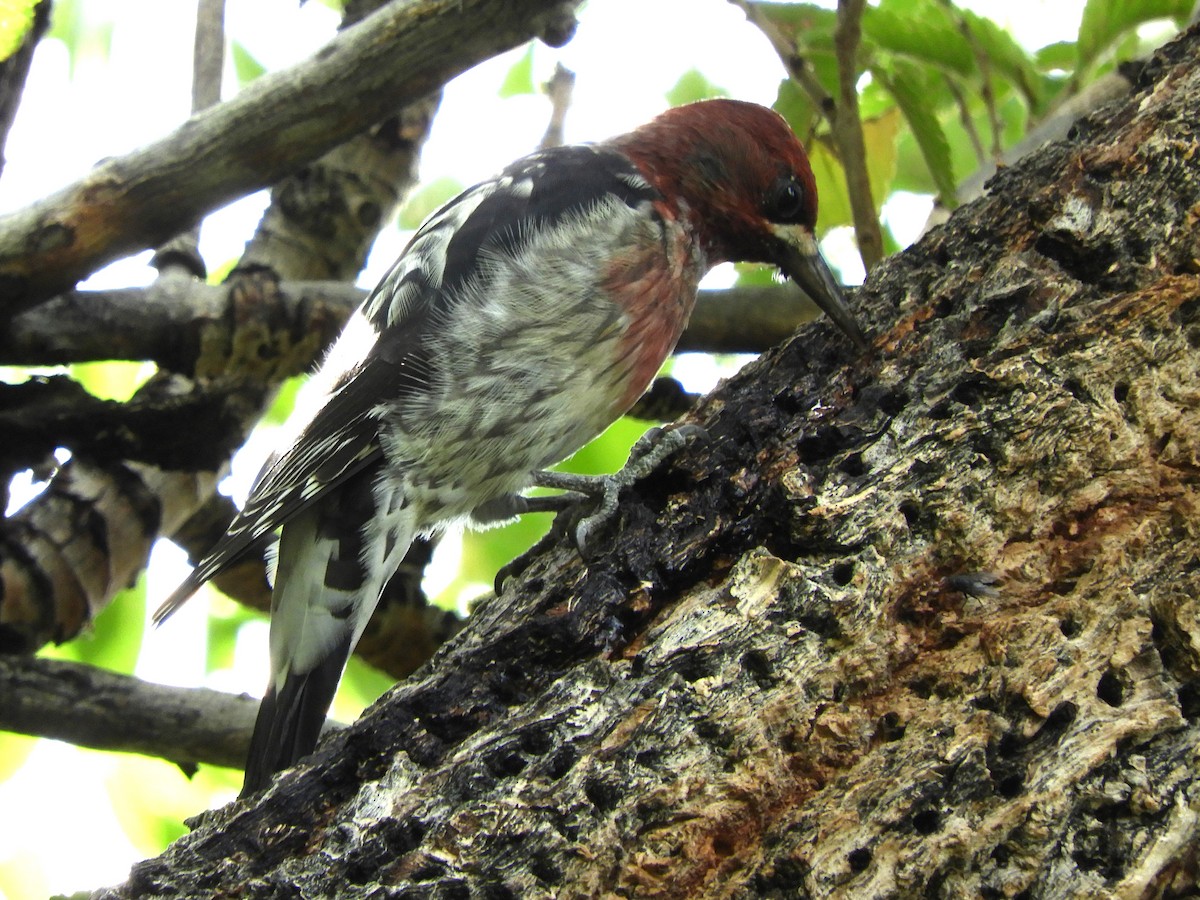 Red-breasted Sapsucker - ML642678628