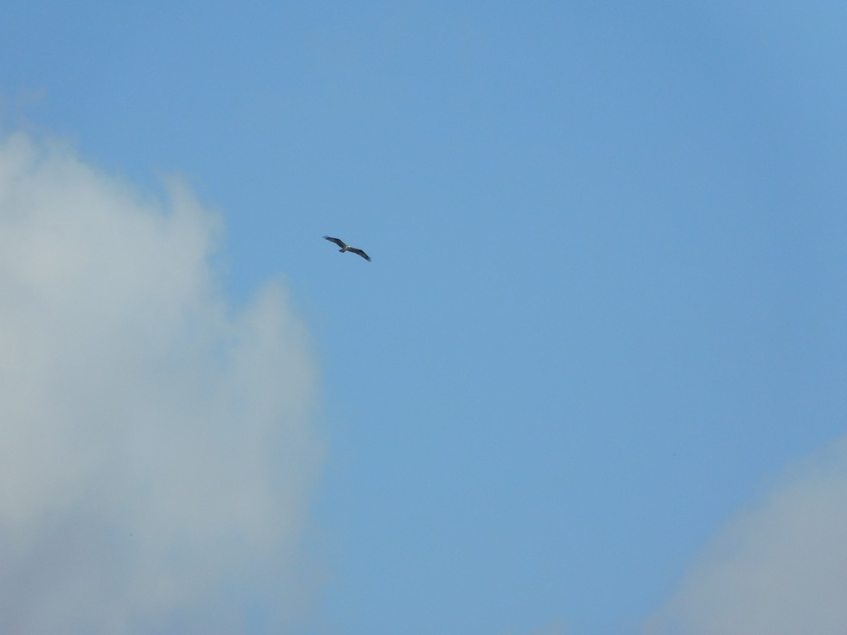 Falco pescatore - ML642678630
