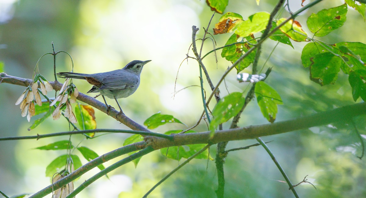 Gray Catbird - ML642678632
