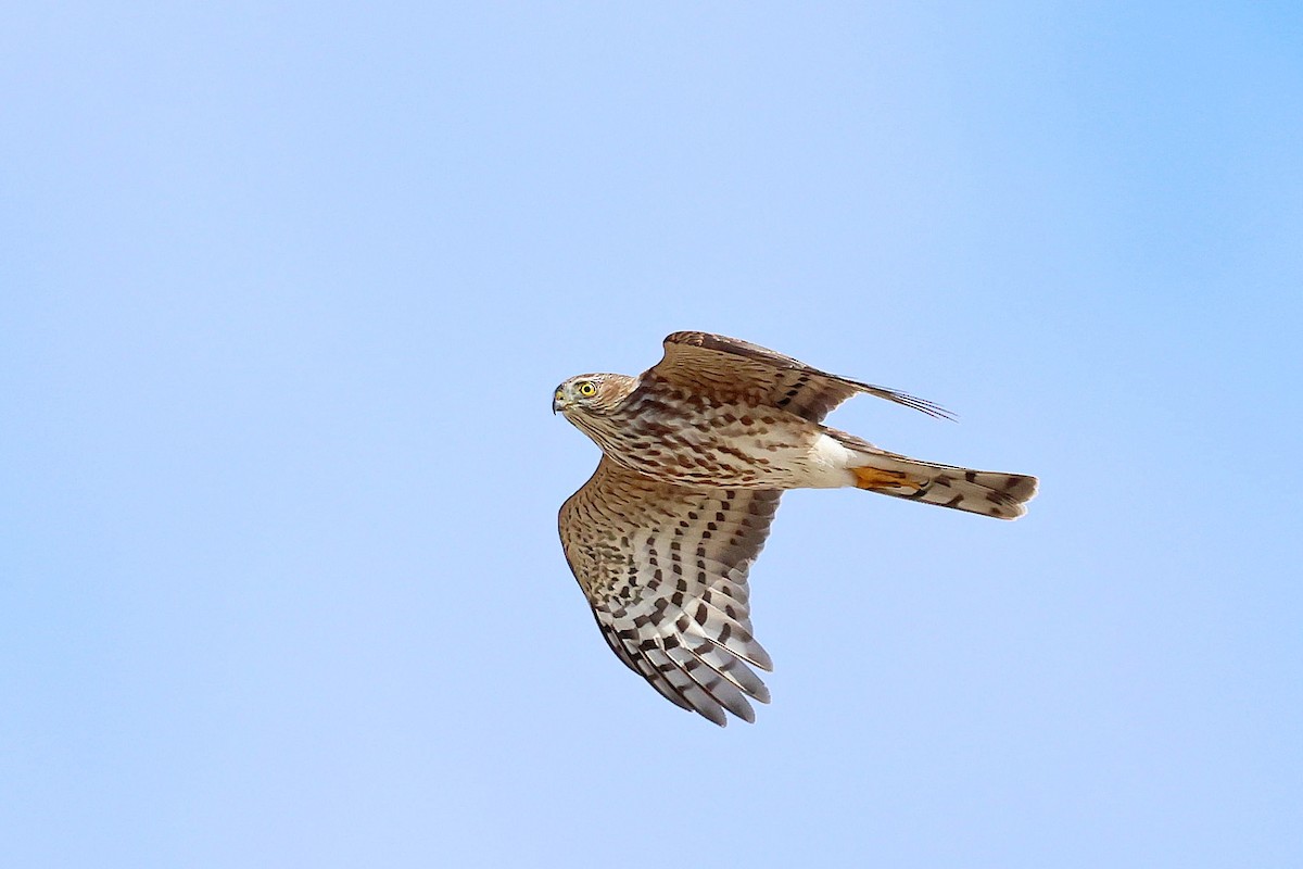 Sharp-shinned Hawk - ML642678633