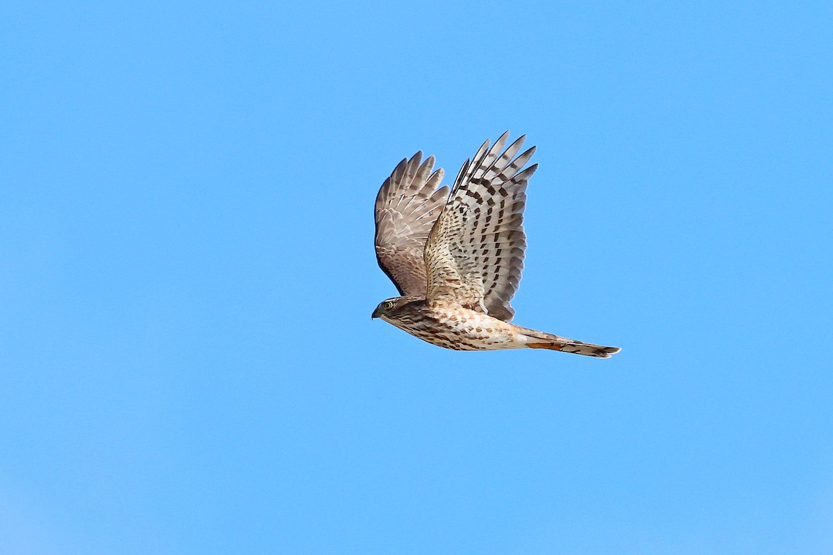 Sharp-shinned Hawk - ML642678634
