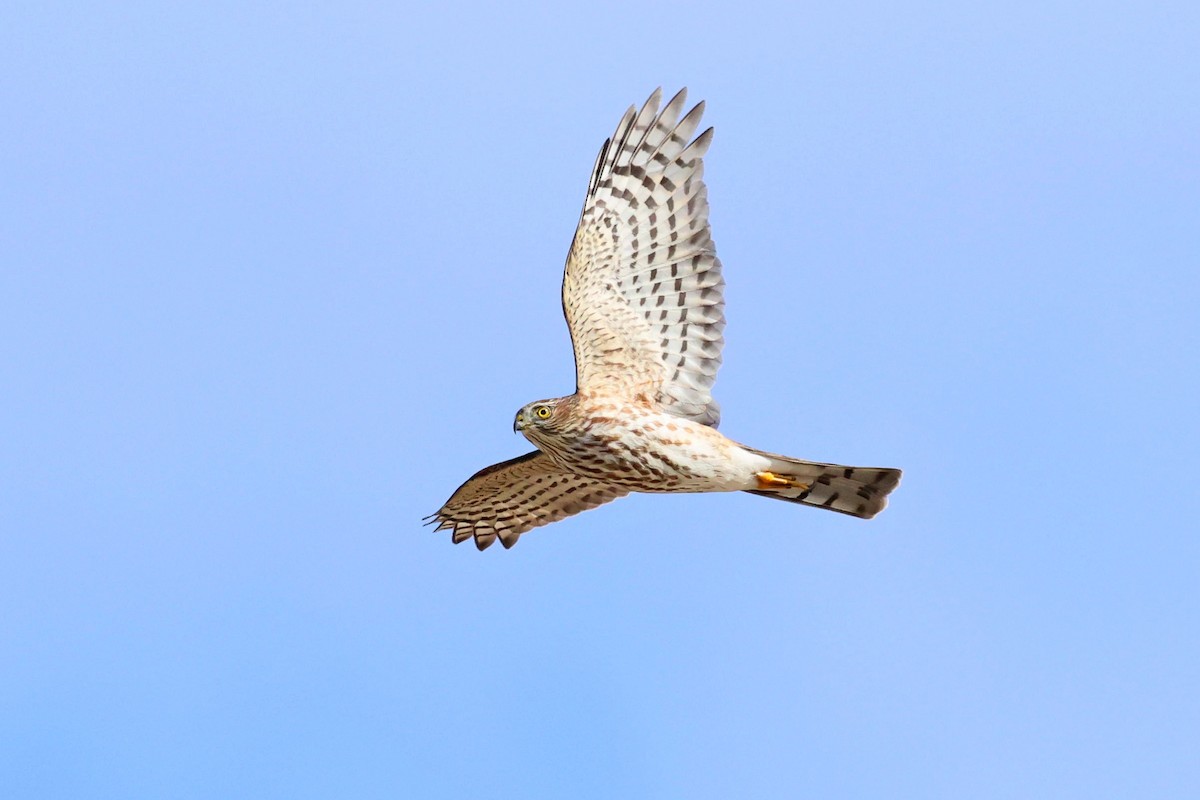 Sharp-shinned Hawk - ML642678635