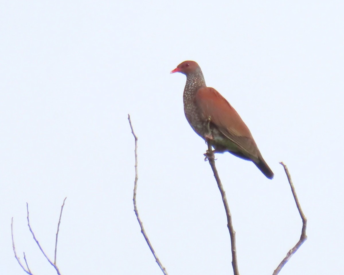 Scaled Pigeon - ML642678638