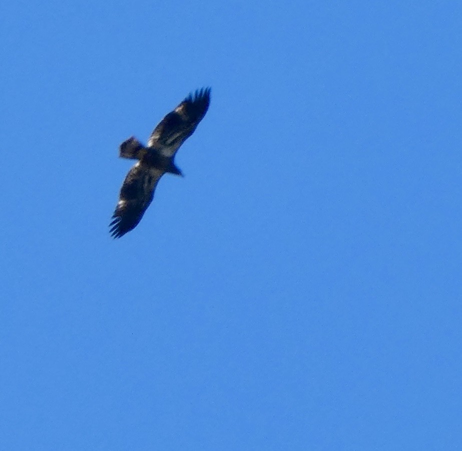 Bald Eagle - ML642678639