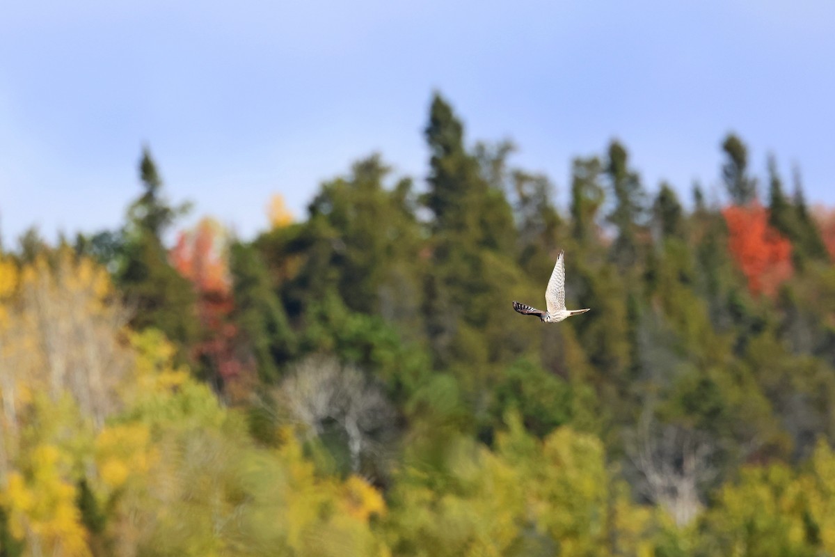 American Kestrel - ML642678640