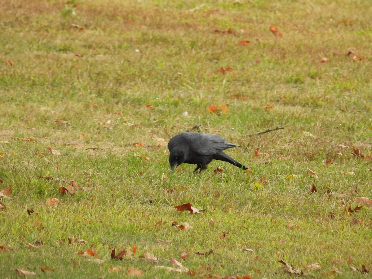 American Crow - ML642678642
