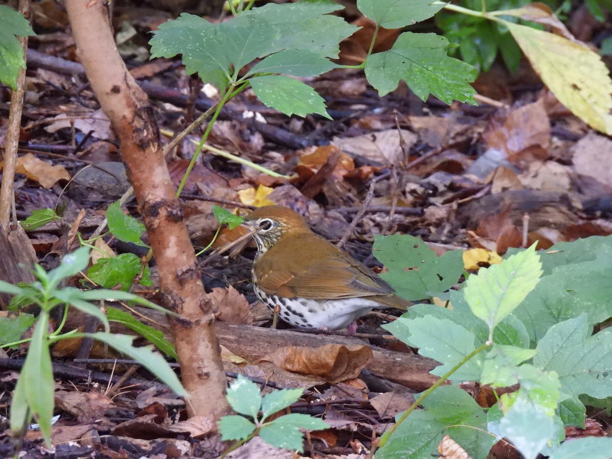 Wood Thrush - ML642678643
