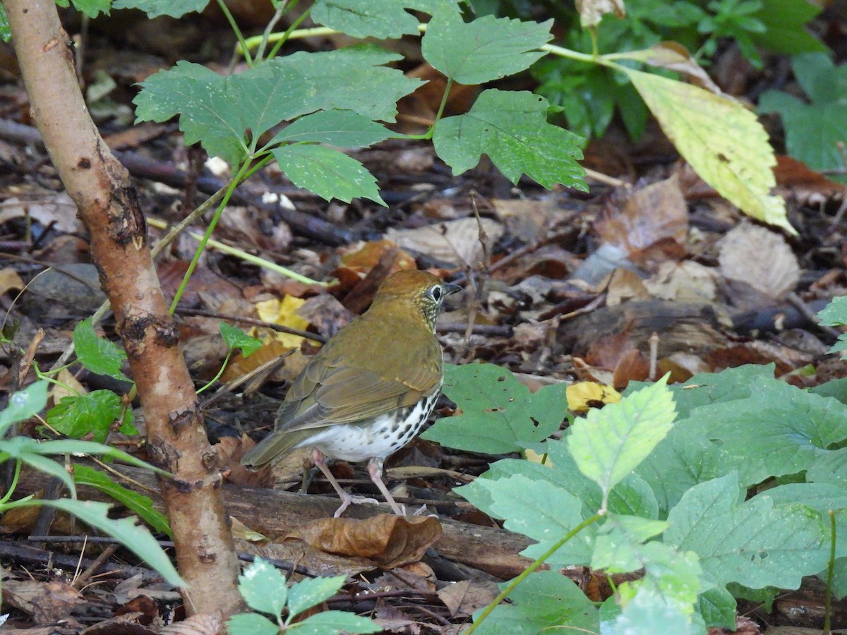 Wood Thrush - ML642678644