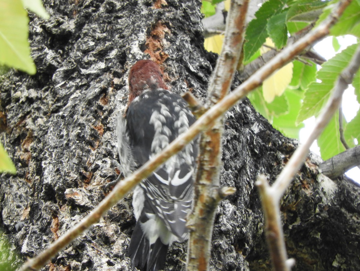 Red-breasted Sapsucker - ML642678645