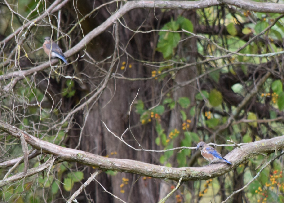 Eastern Bluebird - ML642678647
