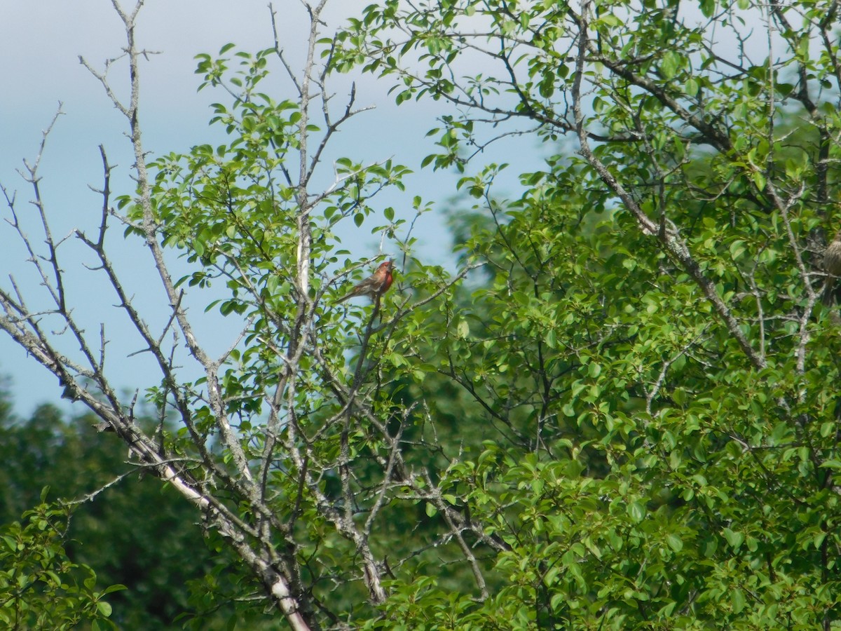 House Finch - ML642678648