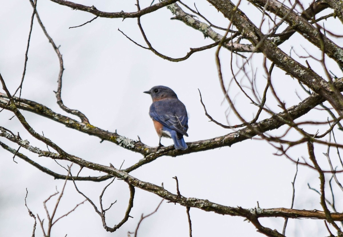 Eastern Bluebird - ML642678656