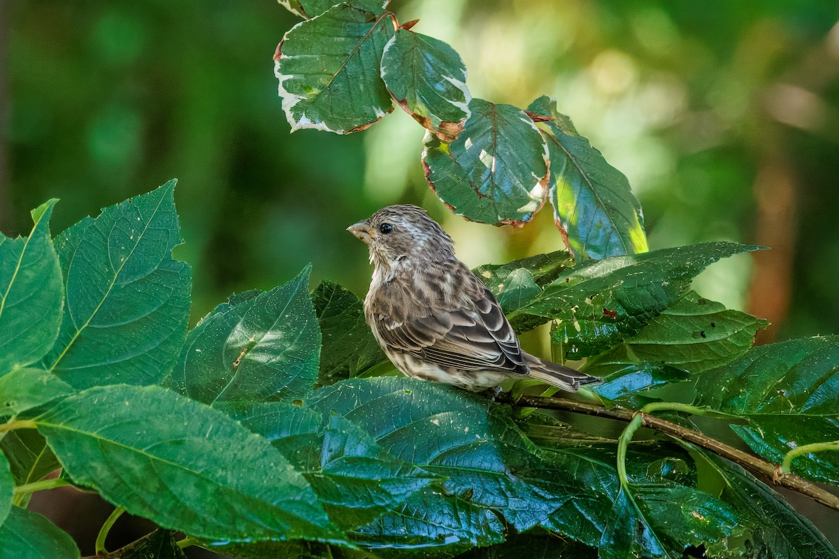 Purple Finch - ML642678657