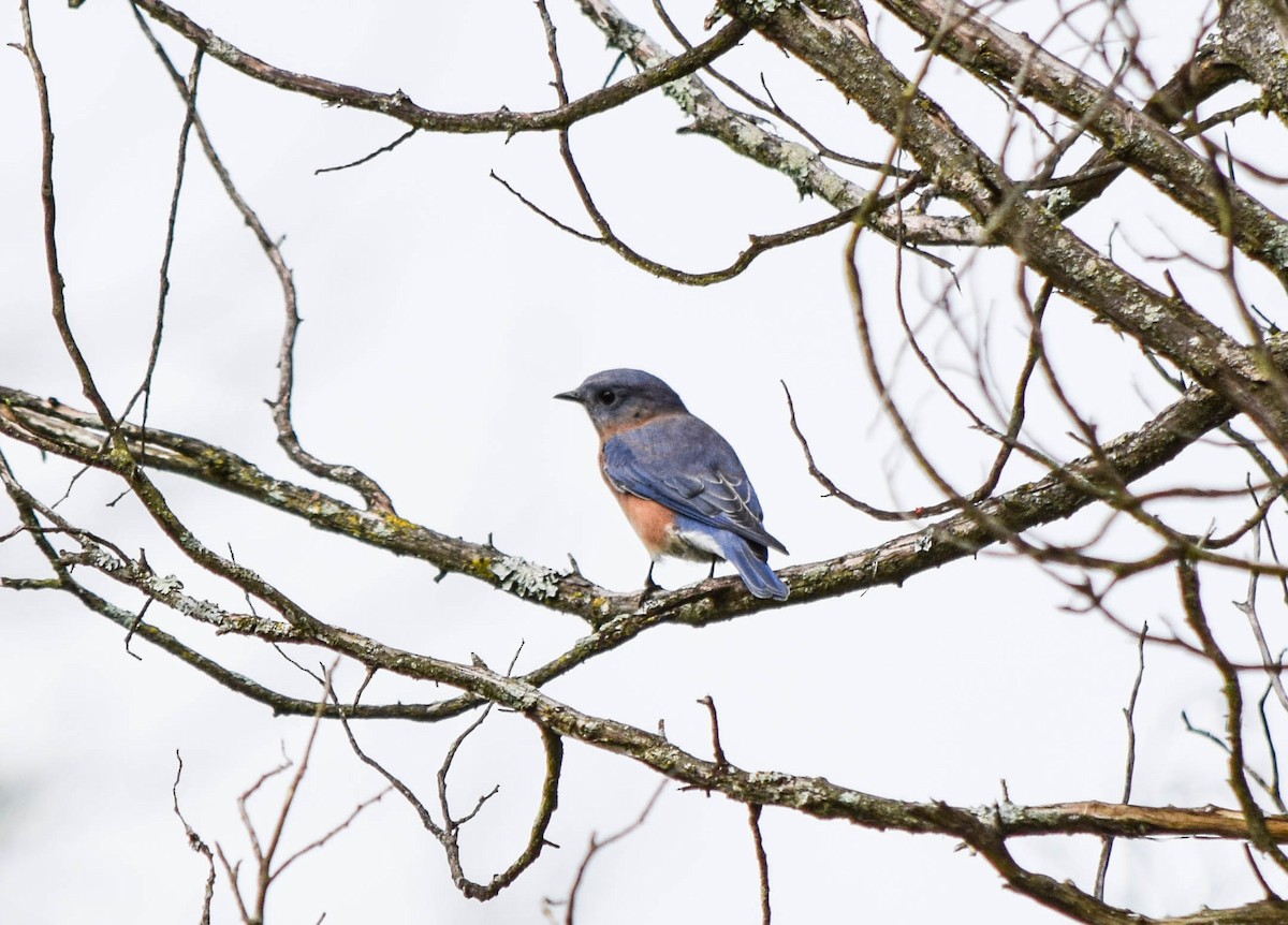 Eastern Bluebird - ML642678658