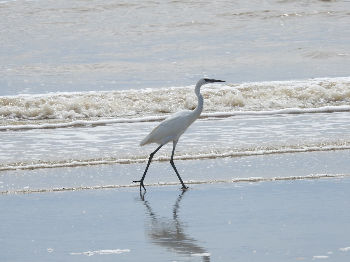 Reddish Egret - ML642678669