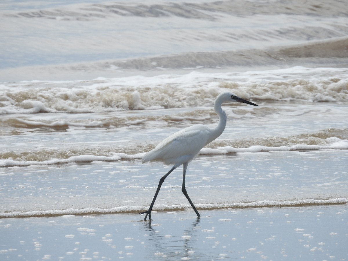Reddish Egret - ML642678670