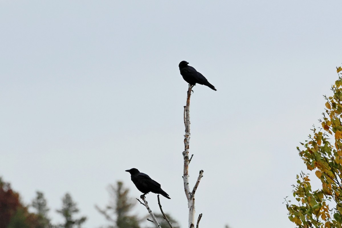 American Crow - ML642678678