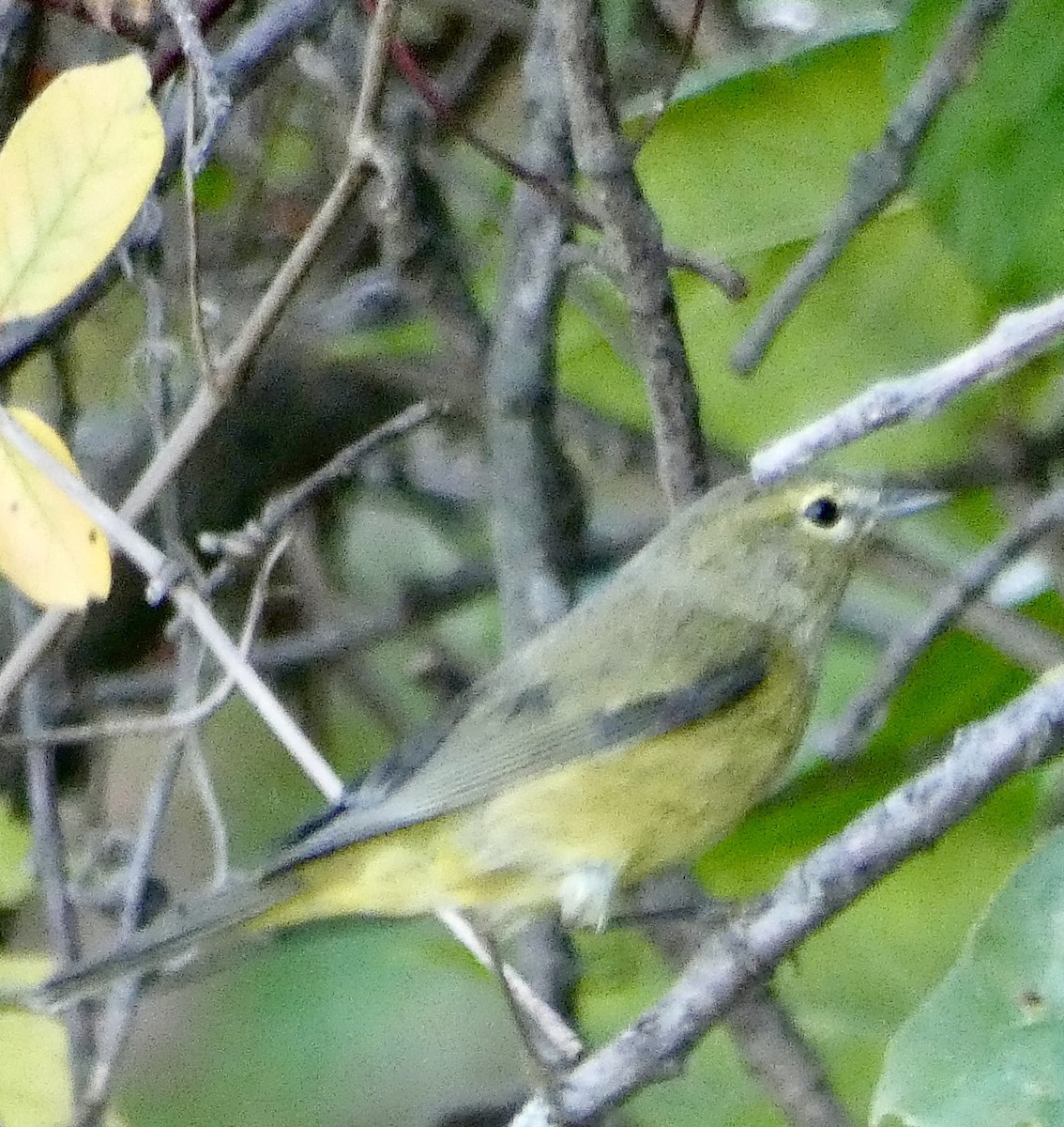 oransjekroneparula - ML642678694