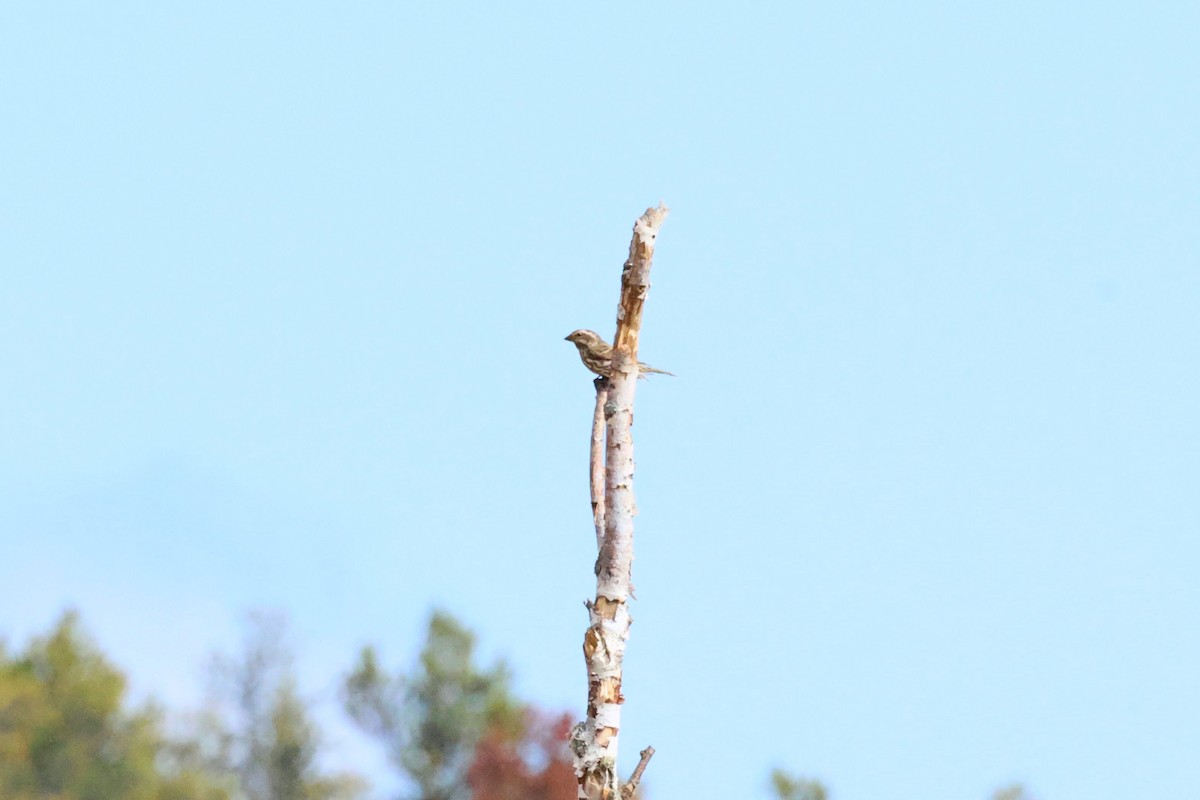 Purple Finch - ML642678695