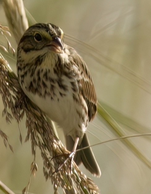 Savannah Sparrow - ML642678707